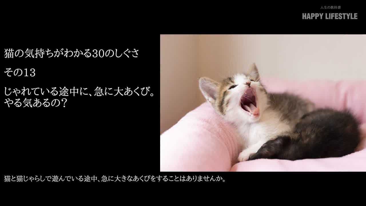 じゃれている途中に 急に大あくび やる気あるの 猫の気持ちが分かる30のしぐさ Happy Lifestyle