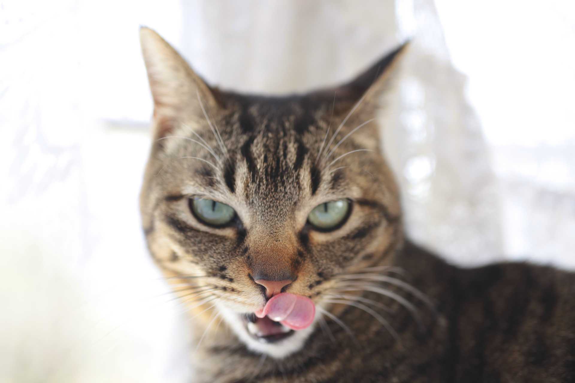 猫が食後に足をなめるのはなぜですか?