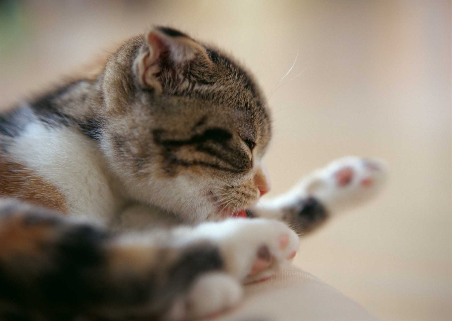 猫の気持ちが分かる30のしぐさ Happy Lifestyle