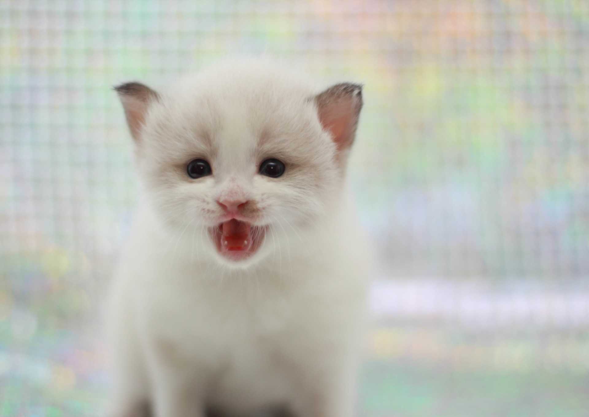 飼い主に近づいて にゃあにゃあと鳴きながら見つめてくる これは何の意味 猫の気持ちが分かる30のしぐさ Happy Lifestyle