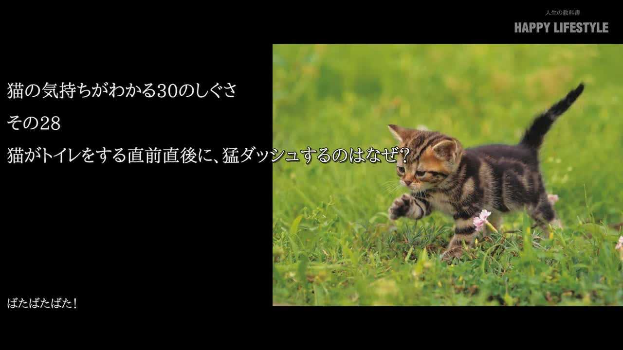 猫がトイレをする直前直後に、猛ダッシュするのはなぜ？  猫の気持ち 