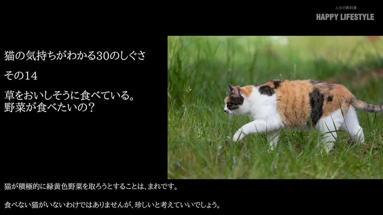 草をおいしそうに食べている 野菜が食べたいの 猫の気持ちがわかる30のしぐさ Happy Lifestyle