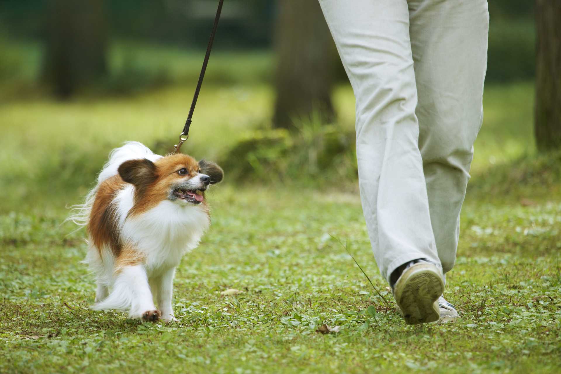 散歩中、犬がリードを強く引っ張るのをやめさせたい。 | 犬の困った行動を解決する30のしつけ方 | HappyLifeStyle