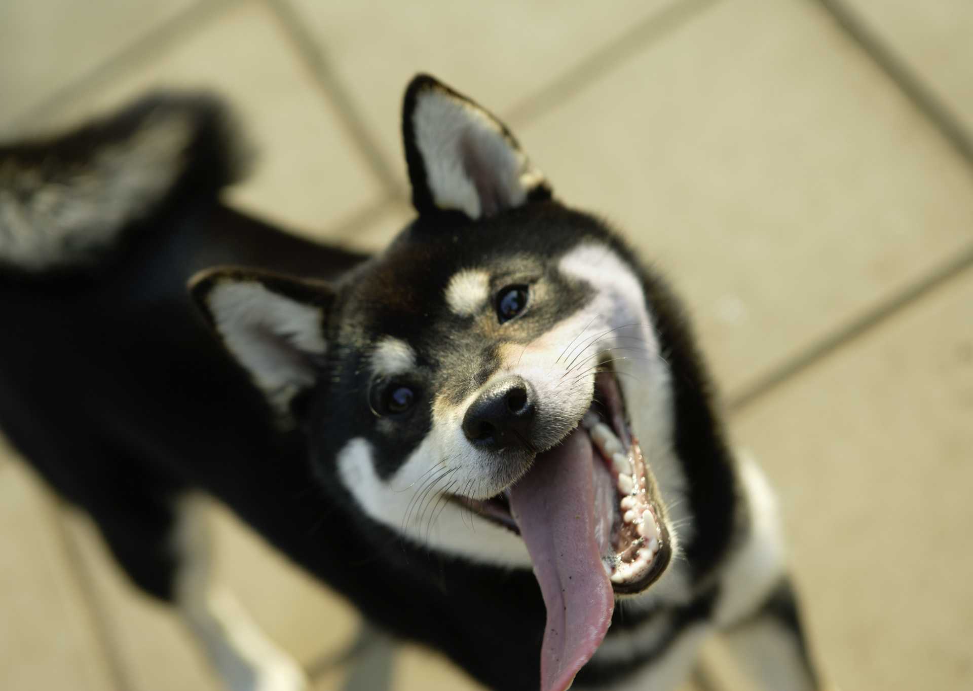 犬の無駄吠えをやめさせたい 犬の困った行動を解決する30のしつけ方 Happy Lifestyle