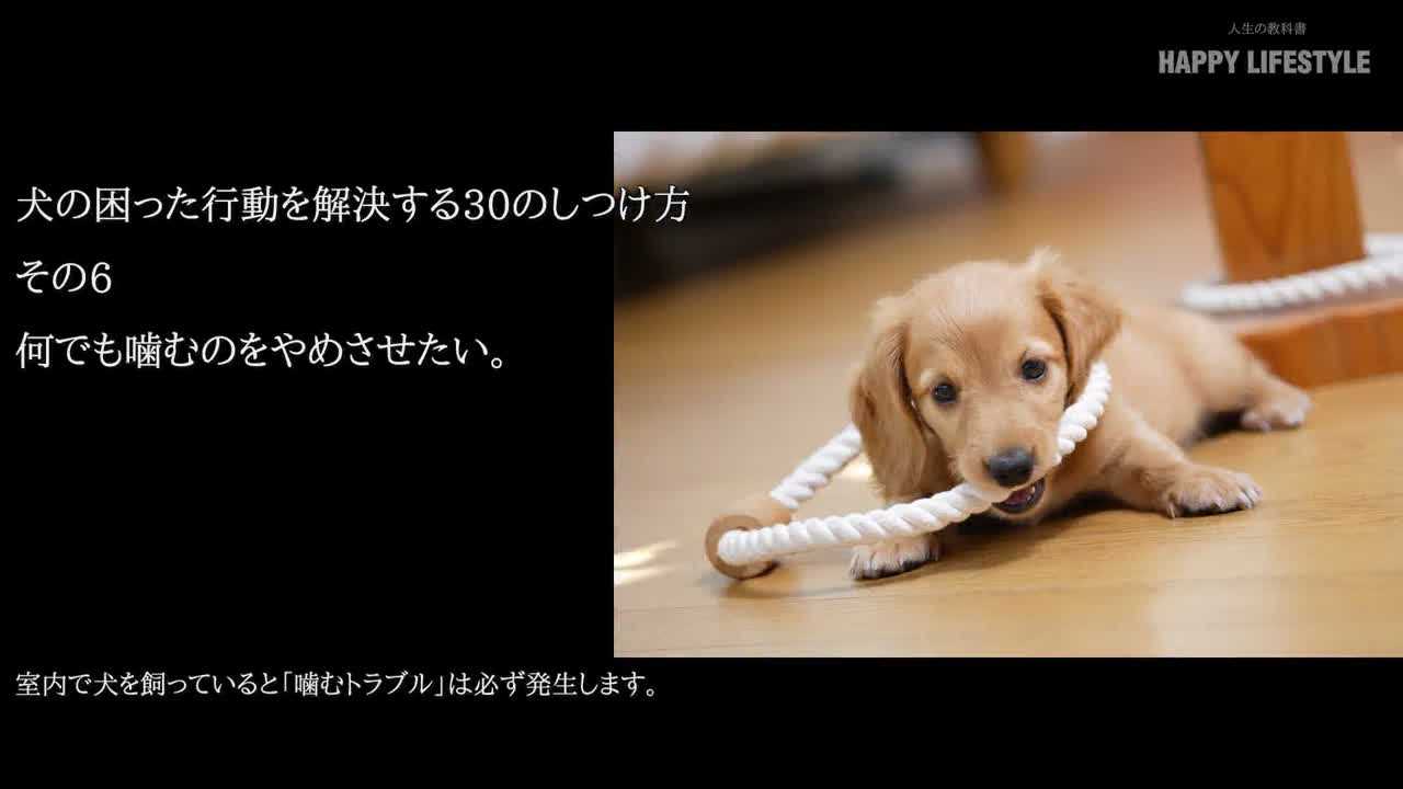 何でも噛むのをやめさせたい 犬の困った行動を解決する30のしつけ方 Happy Lifestyle