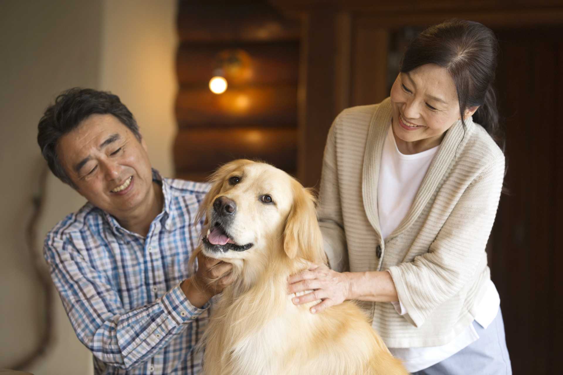 犬が嫌がるタッチングを慣れさせたい 犬の困った行動を解決する30のしつけ方 Happy Lifestyle