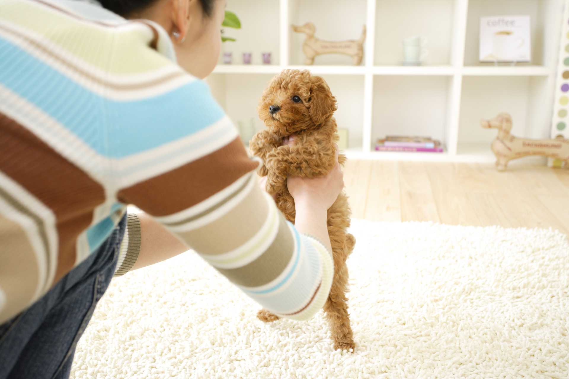 子犬のときより成犬のほうが、しつけやすい面もある。 初めて犬を飼うときの30の心構え HAPPY LIFESTYLE