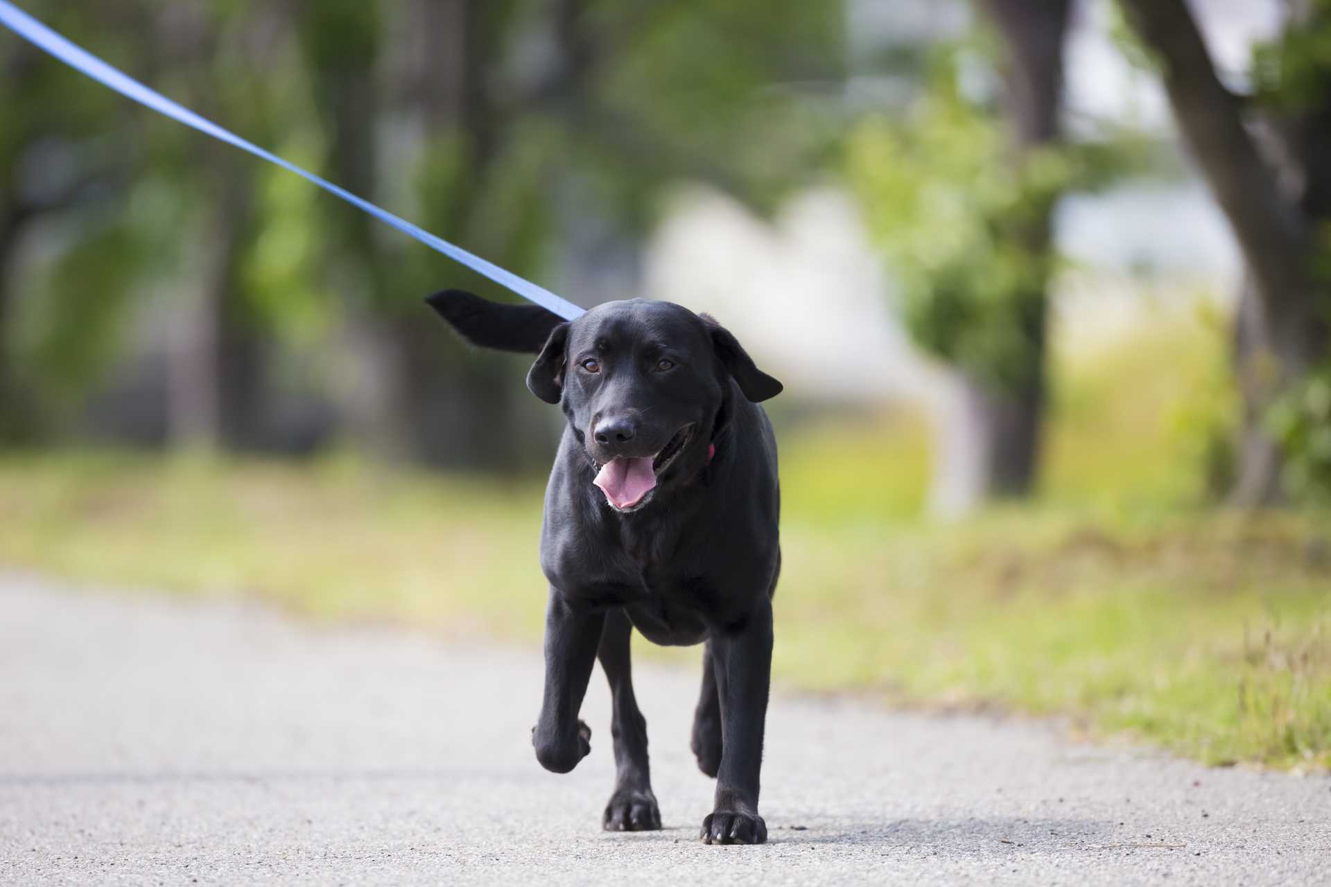 うっかりリードが手を離れた 捕まえようとしても 逃げられる どうすればいい 初めて犬を飼うときの30の心構え Happy Lifestyle