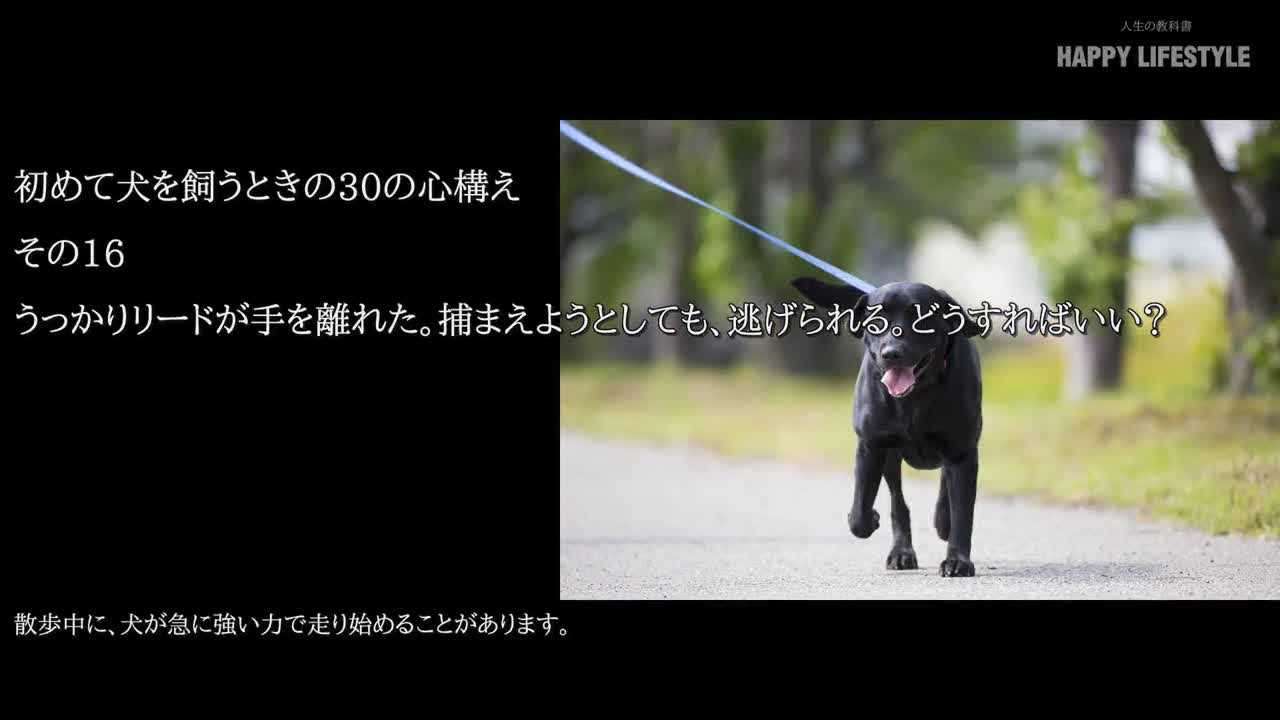 うっかりリードが手を離れた 捕まえようとしても 逃げられる どうすればいい 初めて犬を飼うときの30の心構え Happy Lifestyle