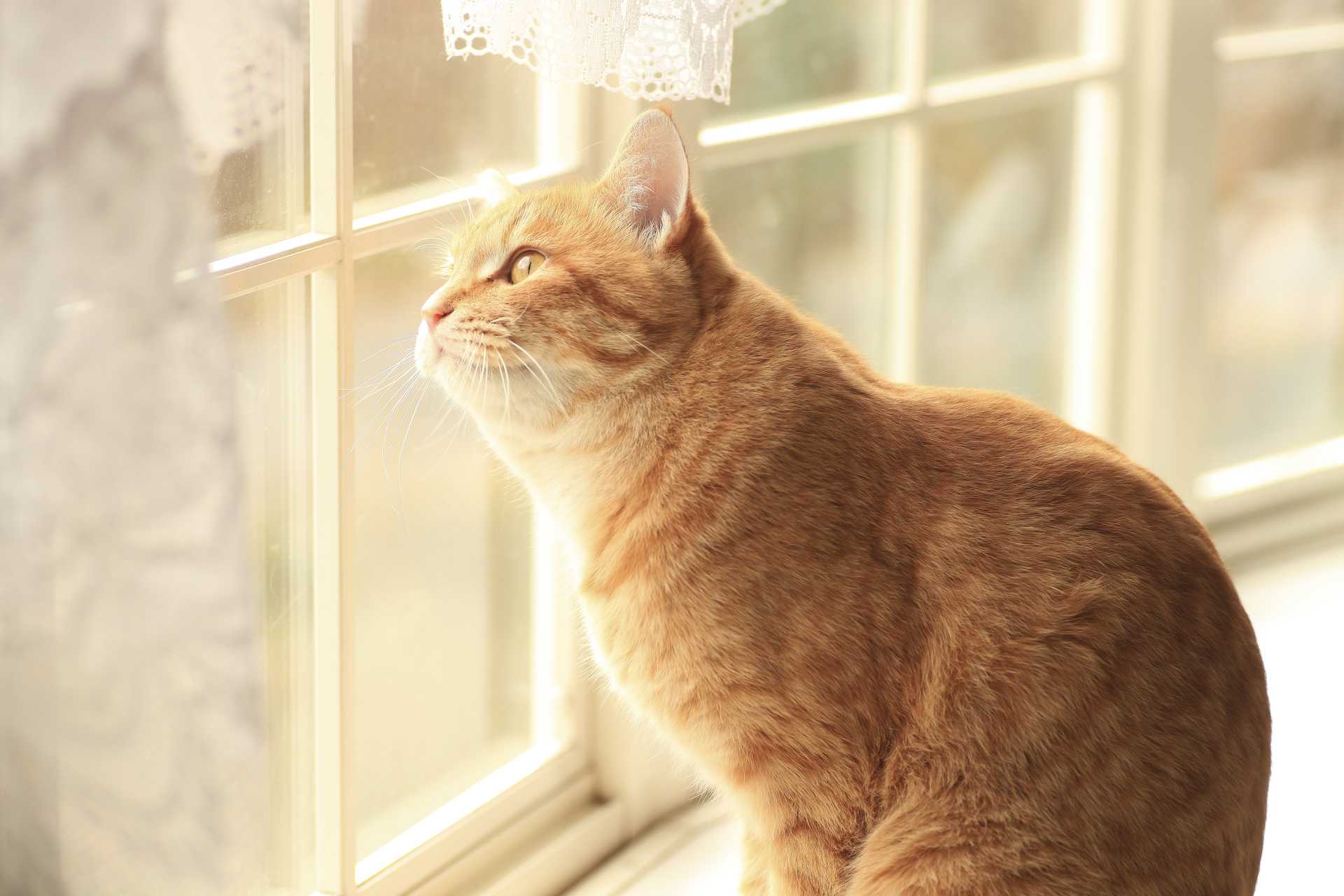 猫が家から脱走しようとするのを やめさせたい 猫の困った行動を解決する30のしつけ方 Happy Lifestyle