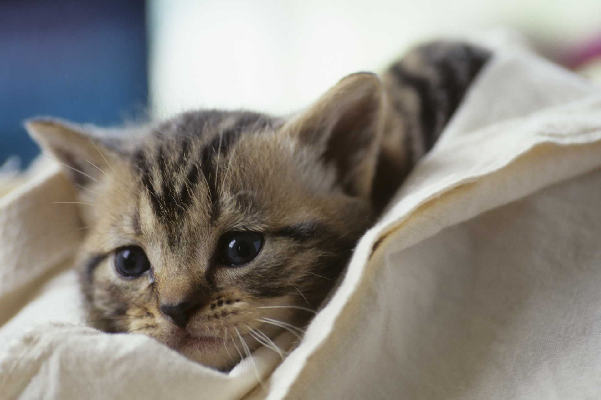 猫が掃除機の音に怯える うまく慣れさせる方法はないのかな 猫の困った行動を解決する30のしつけ方 Happy Lifestyle