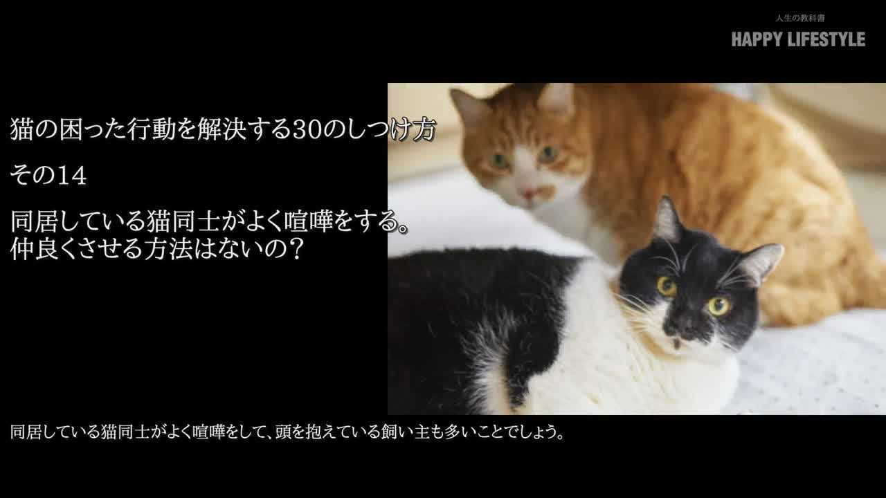 同居している猫同士がよく喧嘩をする 仲良くさせる方法はないの 猫の困った行動を解決する30のしつけ方 Happy Lifestyle