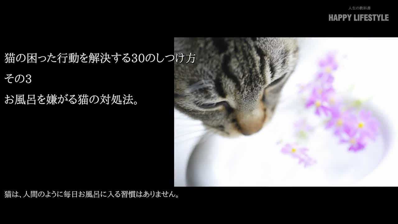 お風呂を嫌がる猫の対処法 猫の困った行動を解決する30のしつけ方 Happy Lifestyle