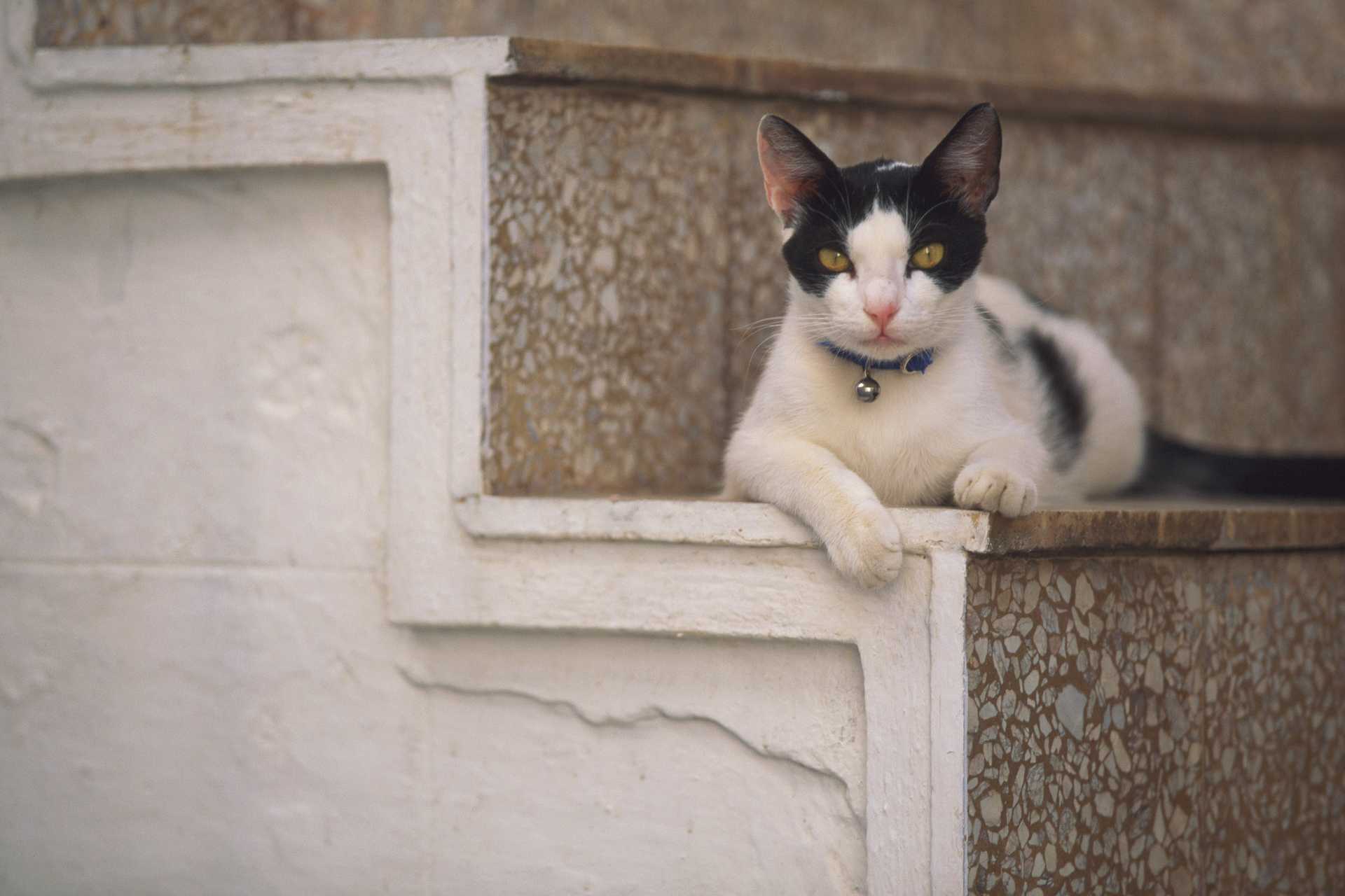 猫が外で狩った動物を 家に持ち帰るのをやめさせたい 猫の困った行動を解決する30のしつけ方 Happy Lifestyle